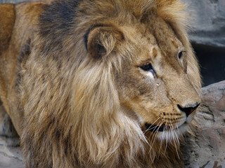 lion close up, portrait of Panthera leo