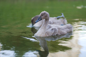 mute swan, a juvenile bird