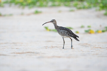 Whimbrel, shorebird on a beach in Sri Lanka
