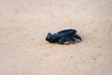 baby turtle on the beach, olive ridley sea turtle in Sri Lanka