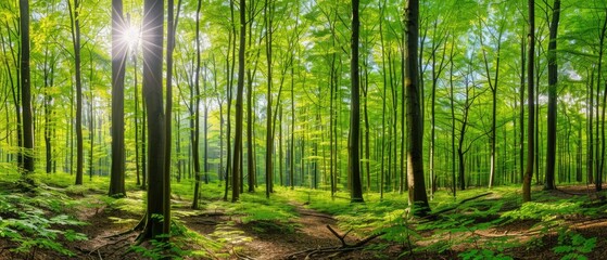 Fototapeta premium Serene Forest Canopy: Sunlight Peeking Through Verdant Trees in a Lush Green Wilderness