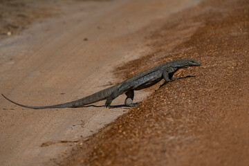 Bengal monitor lizard in Yala National Park, Sri Lanka