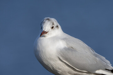 Black-headed gull, portrait of a bird, Chroicocephalus ridibundus