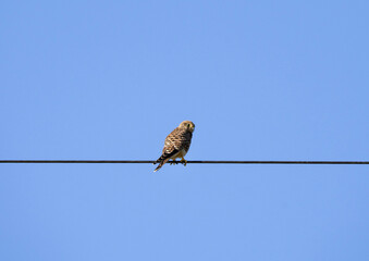 Common kestrel sitting on the wire, Falco tinnunculus in Belarus