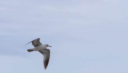 
Seagull flying in the sky above