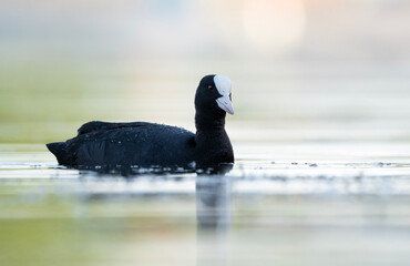Eurasian coot, dark gray waterbird with a white bill and forehead, Fulica atra