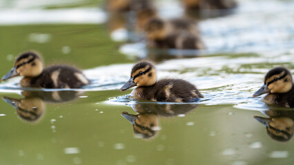 ducklings in the water, cute baby ducks, Anas platyrhynchos