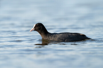 Eurasian coot, waterbird with a white forehead, Fulica atra