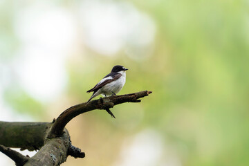 European pied flycatcher, bird on a tree, Ficedula hypoleuca