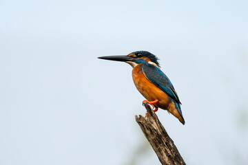 Kingfisher, Alcedo atthis in Sri Lanka