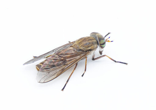 striped horse fly - Tabanus lineola - species of biting yellow horse fly. It is known from the eastern and southern United States and the Gulf coast of Mexico isolated on white background top view