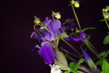 Iris flowers on a black background © Veranika