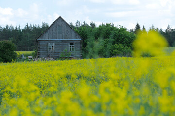 Obraz premium Russian landscape. An old wooden house against the backdrop of a blooming rapeseed field.
