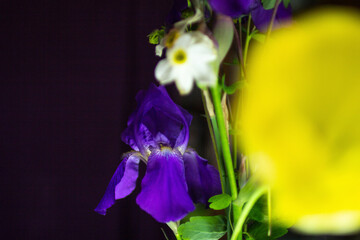 Yellow tulip on a black background © Veranika