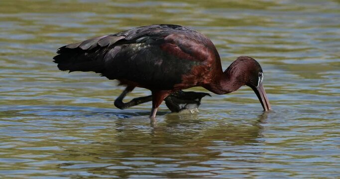 Glossy ibis, Plegadis falcinellus, Camargue, France