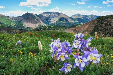 Rocky Mountain Wildflowers, Durango, CO