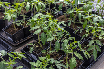 Tomato seedlings, many green tomato plants growing in pots in seedling tray