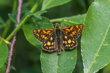 An arctic skipper (Carterocephalus palaemon) in resting position