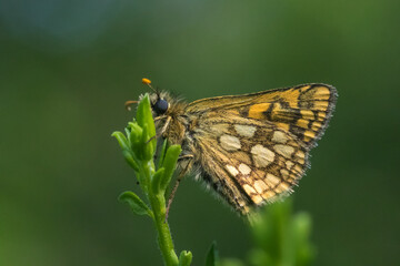 An arctic skipper (Carterocephalus palaemon) in resting position