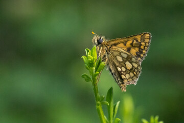 An arctic skipper (Carterocephalus palaemon) in resting position