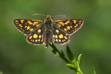 An arctic skipper (Carterocephalus palaemon) in resting position