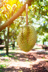Fresh durian fruit on tree, Durians are the king of fruits, Tropical of asian fruit.Lava Durian...