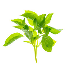 Fresh green sweet basil leaves. plant, used in cuisines worldwide. Isolated without shadow on white.