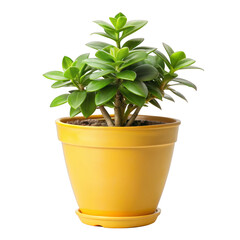 Obraz premium Green Succulent Plant In Yellow Pot