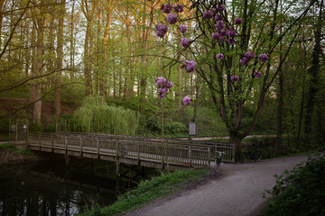Park hinter Schloss in Münster