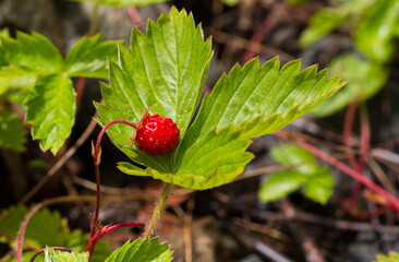 Owoce poziomki na zielonych liściach 