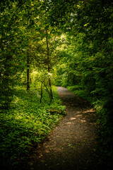 Obraz premium path in the woods