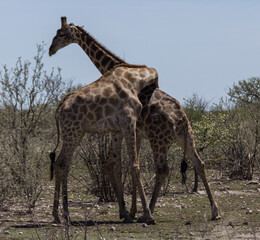 Couple girafes 
