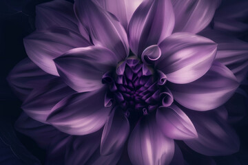 Close Up of Purple Dahlia Flower with Detailed Petals in Low Light