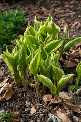 Lilien-Funkie Hosta plantaginea (Lam.) Asch.