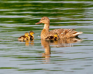 Mallard Hen Swimming with Three of Her Brood
