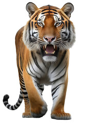 Obraz premium Royal bengal tiger