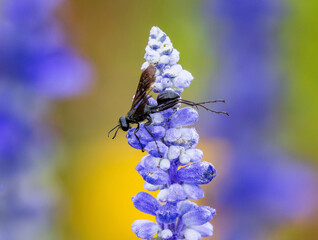 Close up of a Great Black Wasp stretching its hind legs and fluttering its wings while perched atop a purple Sage or Salvia flower.
