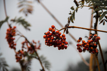 Autumn Berries