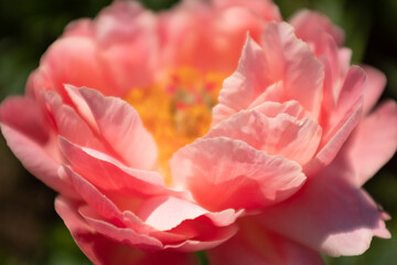 Close-up one pink peony, selective focus. Bloom peony bud shot at close range for publication, poster, screensaver, wallpaper, post, banner, cover. High quality photo