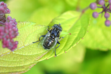 Female hoverfly, Black Lagoon Fly, Eristalinus sepulchralis with spotted eyes, family syrphidae on...