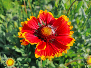 Echinacea flowers. echinacea. Echinacea purpurea, flowering medicinal plant, rudbeckia, medical plant. Vibrant growing patch of Echinacea Purpurea also known as Purple Coneflower.