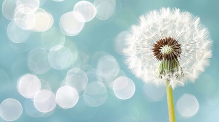  A tight shot of a dandelion against a backdrop of a blue sky White and brown circular patterns dot the image, representing seeds scattered around A soft, blurred halo
