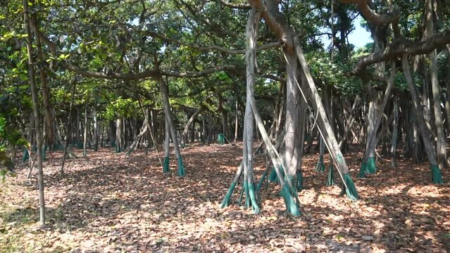 Video of the Great Banyan tree,Ficus benghalensis,at Acharya Jagadish Chandra Bose Indian Botanic Garden, Shibpur,Howrah,India.Largest tree specimen in the world in the Guinness Book of World Records.