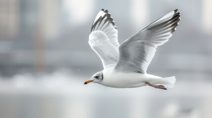  A seagull flying over a clear body of water features a cityscape in the background The image showcases a sharp building and a crisp reflection on the water in the foreground