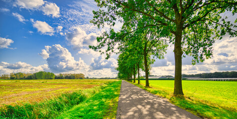 Trees lined up alongside a country road beneath vast cloud formations passing over the rural...