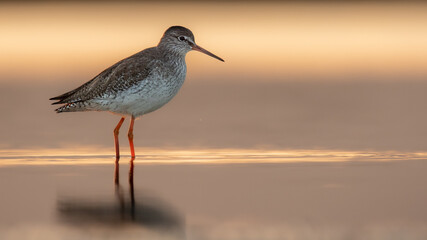 bird on the beach