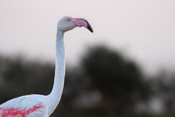Obraz premium close up of a flamingo