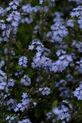 flowers in the forest