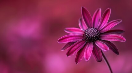  A close-up of a pink flower with a blurred background behind it, the flower's center in focus