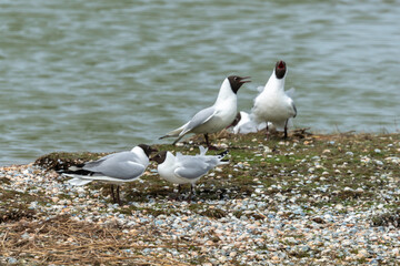 Mouette rieuse, nid,.Chroicocephalus ridibundus, Black headed Gull